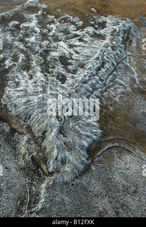 Getrocknete Algen auf Felsen, Laig Bay, Insel Eigg, Schottland, Großbritannien. Stockfoto