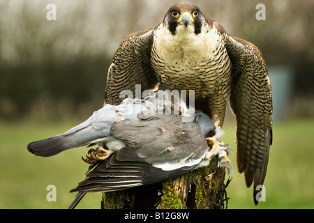 Peregrine Falco peregrinus Stockfoto