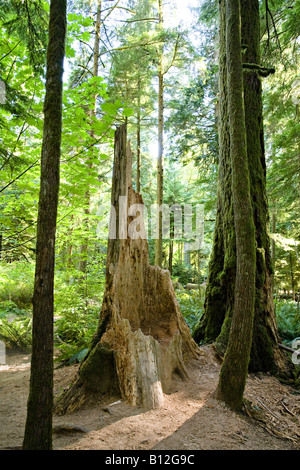 Morsche Baumstumpf in Küsten-Regenwald Vancouver Island Kanada Stockfoto