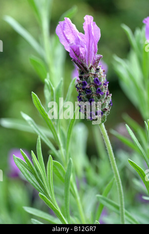 Französischer Lavendel (Lavandula Stoechas) Stockfoto