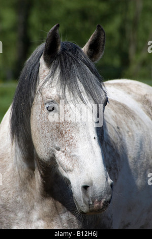 Porträt von Pinto Vergnügen Stockfoto