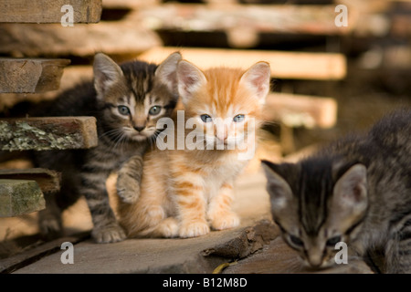 drei Baby Katze Stockfoto