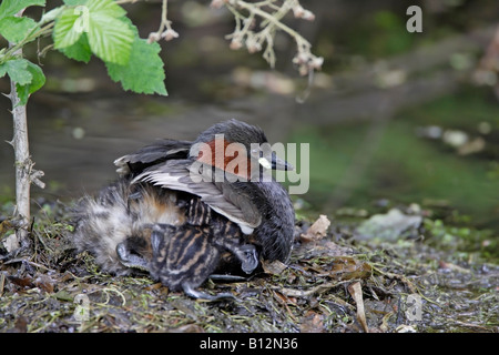 Zwergtaucher auf Nest mit Küken Stockfoto