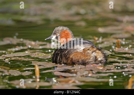 Wenig Grebe schwimmen Stockfoto