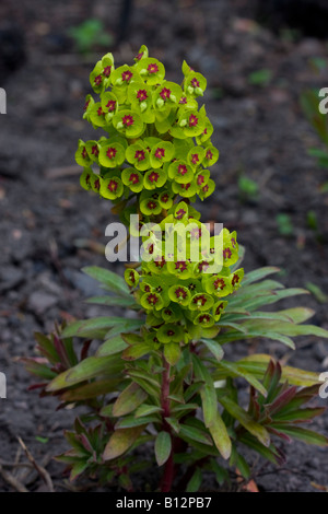 einzelne Pflanze Euphorbia x Martini Stockfoto