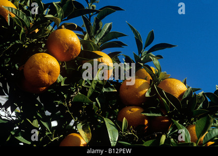 Orangen Reifen am Baum in Spanien Stockfoto
