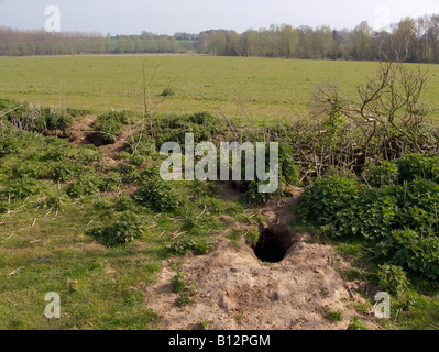 Kaninchenbau, Fordham, Essex Stockfoto