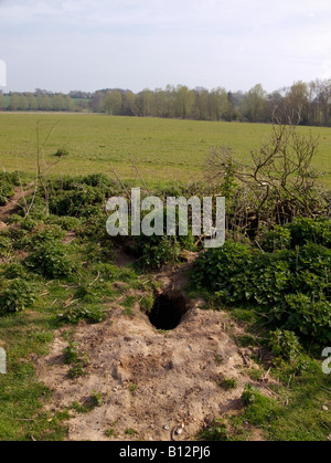 Kaninchenbau, Fordham, Essex Stockfoto