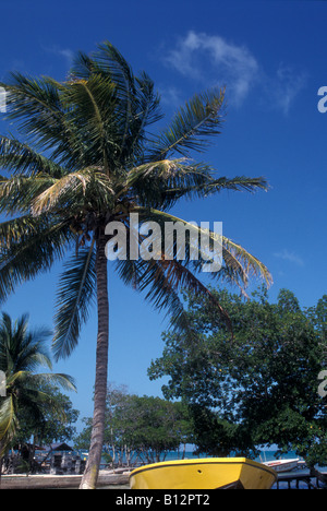 Palme und gelbe Boot, Caye Caulker, Belize Stockfoto