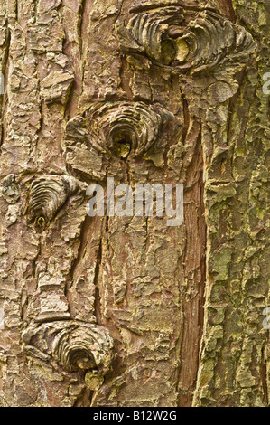 Großen Tanne Abies Grandis Nahaufnahme reifer Baum Rinde Perthshire Big Tree Land Schottland Großbritannien September Stockfoto