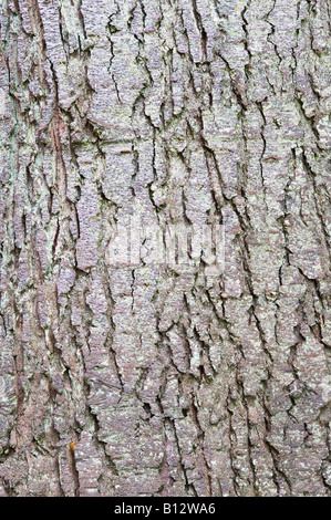 Großen Tanne Abies Grandis Nahaufnahme von der Rinde des Reifen Baum wächst Perthshire Schottland Großbritannien Europa Mai Stockfoto