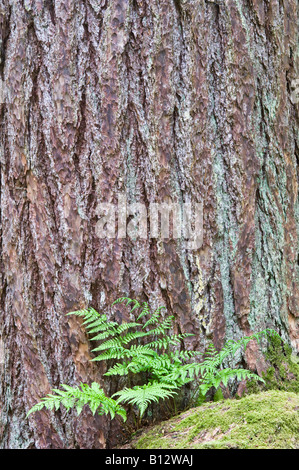 Europäische Lärche (Larix Decidua) Rinde Nahaufnahme reifer Baum Perthshire Big Tree Land Schottland Großbritannien Europa Mai Stockfoto