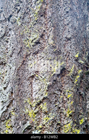 Douglasie Pseudotsuga Menziesii Nahaufnahme von ausgewachsenen Baum Rinde Perthshire Big Tree Land Schottland Großbritannien Europa Mai 2008 Stockfoto