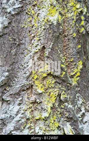 Douglasie Pseudotsuga Menziesii Nahaufnahme von ausgewachsenen Baum Rinde Perthshire Big Tree Land Schottland Großbritannien Europa Mai 2008 Stockfoto