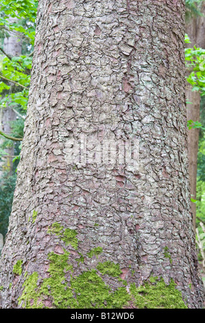 Sitka Fichte Picea Sitchensis Nahaufnahme von ausgewachsenen Baum Rinde Perthshire Big Tree Land Schottland Großbritannien Europa Mai 2008 Stockfoto