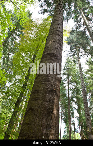 Großen Tanne Abies Grandis reifen Bäume Perthshire Big Tree Land Schottland Großbritannien Europa Mai 2008 Stockfoto