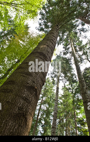 Großen Tanne (Abies Grandis) Reife Bäume Perthshire Big Tree Land Schottland Großbritannien Europa Mai 2008 Stockfoto