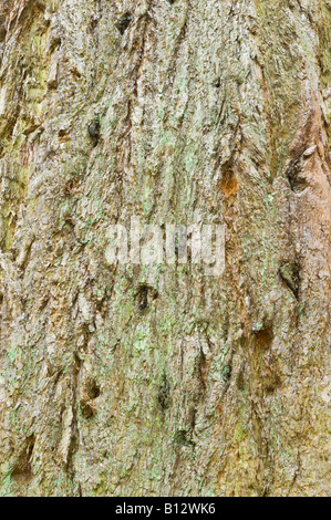 Großen Tanne Abies Grandis Reifen Baum Perthshire Big Tree Land Schottland Großbritannien Europa Mai 2008 Stockfoto