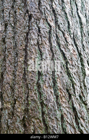 Europäische Lärche (Larix Decidua) Rinde Nahaufnahme reifer Baum Perthshire Big Tree Land Schottland Großbritannien Europa Mai Stockfoto