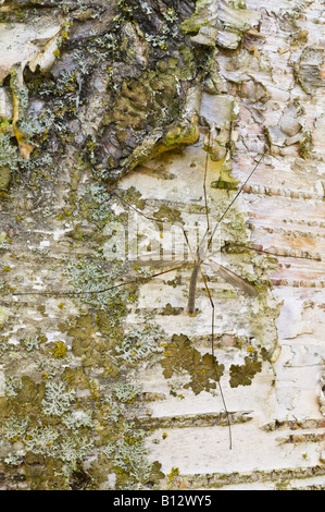 Papier-Birke Betula Papyrifera Nahaufnahme von Rinde Perthshire Big Tree Land Schottland Großbritannien Europa September Stockfoto