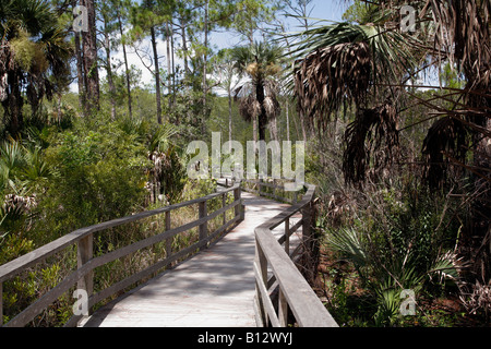 Boardwalk durch Korkenzieher Heiligtum in der Nähe von Naples, Florida, Nord-Amerika Stockfoto