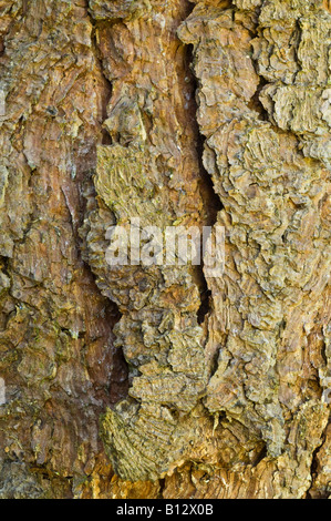 Große Kegel Kiefer Pinus Coulteri Nahaufnahme von Rinde Perthshire Big Tree Land Schottland Großbritannien Europa September Stockfoto