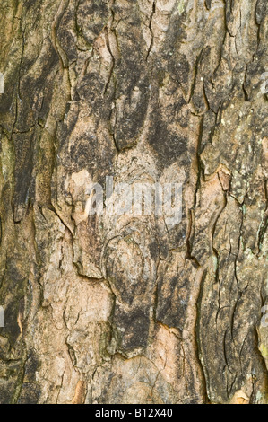 Bergahorn Acer Pseudoplatanus Nahaufnahme reifer Baum Rinde Perthshire Big Tree Land Schottland Großbritannien Europa September Stockfoto