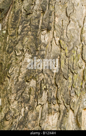 Bergahorn Acer Pseudoplatanus Nahaufnahme reifer Baum Rinde Perthshire Big Tree Land Schottland Großbritannien Europa Sept Stockfoto