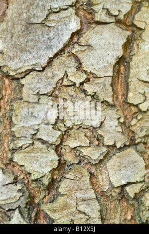 Mexikanische Weymouths-Kiefer (Pinus Ayacahuite) Nahaufnahme von ausgewachsenen Baum Rinde Perthshire Big Tree Land Schottland Großbritannien Europa September Stockfoto
