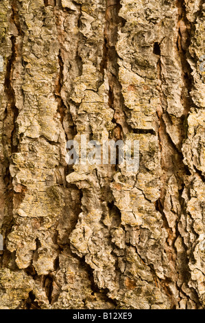 Westliche Lärche (Larix Occidentalis) Nahaufnahme der Rinde, Reifen Perthshire Grossbaum Land Schottland September Native North America Stockfoto