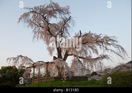 Japan, Kyoto, Maruyama Park während der Kirschblüte im Frühling. Eine uralte Weinen cherry tree (shidaresakura) wird jeden Abend Flutlicht Stockfoto