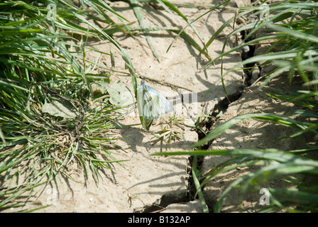 Schwarz weiß geädert Stockfoto