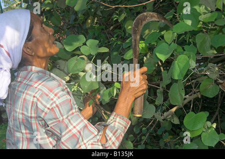 Ältere indische Frau mit "Bill" Zweige am Baum schneiden Stockfoto