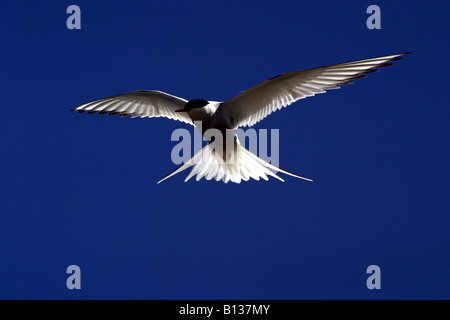 Küstenseeschwalbe auf der Flucht vor einem tiefblauen Himmel Stockfoto