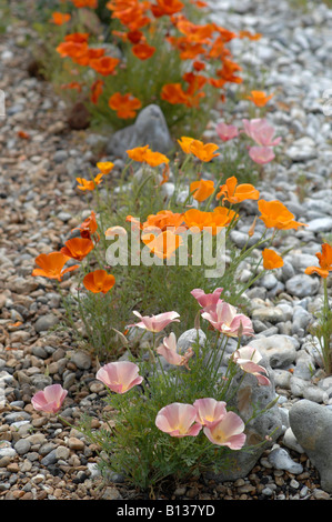 Derek Jarman-Garten im Juni, Dungeness, Kent, England Stockfoto