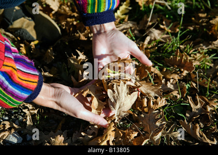 Fallen leaves of an oak in autumn hojas caidas de un roble en otoño Stockfoto