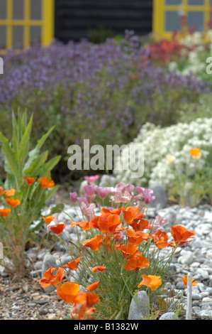 Derek Jarman-Garten im Juni, Dungeness, Kent, England Stockfoto