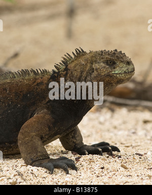 Ein marine Leguan sonnt sich in der Sonne, um ihre Körpertemperatur zu regulieren Stockfoto