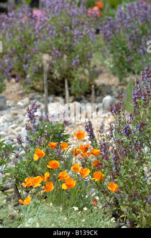 Derek Jarman-Garten im Juni, Dungeness, Kent, England Stockfoto