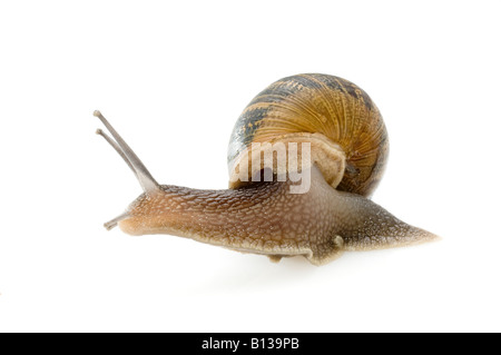 Gemeinsamer Garten Schnecke Stockfoto