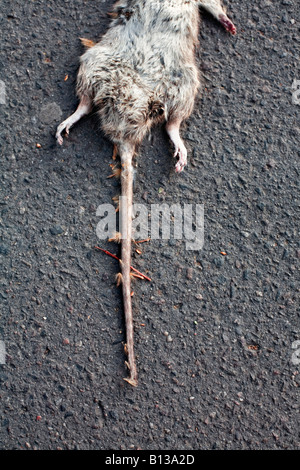 Eine tote Ratte auf dem Boden liegend. Stockfoto