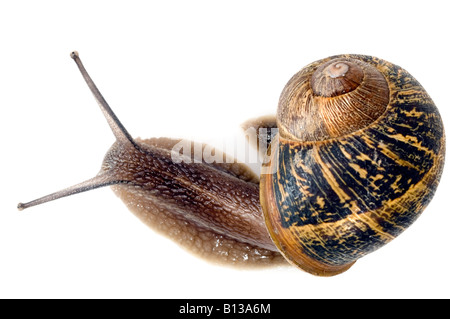 Gemeinsamer Garten Schnecke Stockfoto