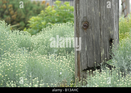 Derek Jarman-Garten im Juni, Dungeness, Kent, England Stockfoto