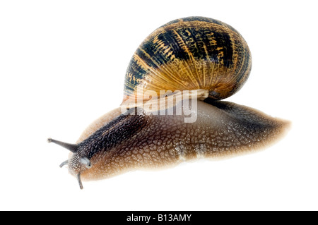 Gemeinsamer Garten Schnecke Stockfoto