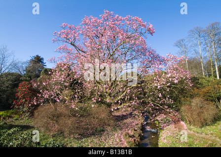 Ein riesiger blühender Magnolienbaum voller rosa Blüten. Dartmoor, Devon. GROSSBRITANNIEN Stockfoto