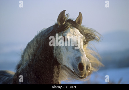 Pura Raza Española - Porträt Stockfoto