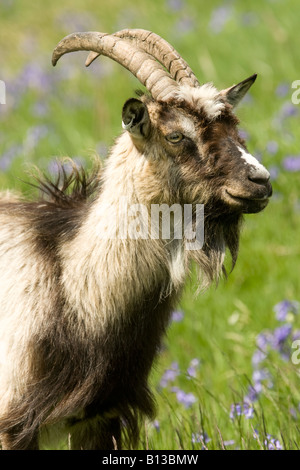 Wilde wilde Ziege männlichen Widder in die wilde Ziege Park Galloway Forest Park Scotland UK Stockfoto