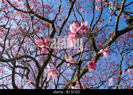 Nahaufnahme von rosa Blüten auf einem Magnolienbaum vor einem blauen Himmel an einem sonnigen Tag. Dartmoor, Devon. GROSSBRITANNIEN Stockfoto