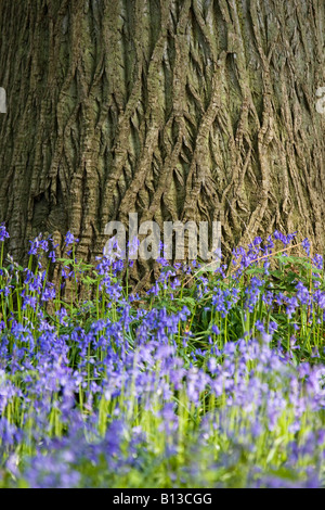 Wilde Glockenblumen und Baum Stamm Detail in der Norfolk-Landschaft Stockfoto