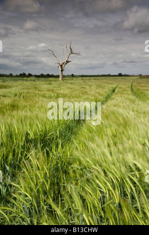 Toter Baum und Gerste Feld wiegen sich im Wind bei einem vorbeifahrenden Sturm in der Norfolk-Landschaft Stockfoto